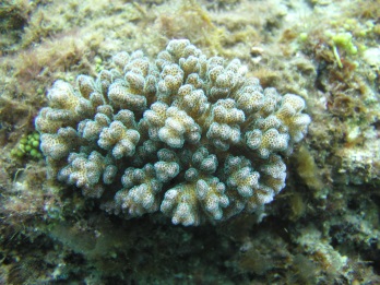 珊瑚礁生態保育與教育的整合研究發展